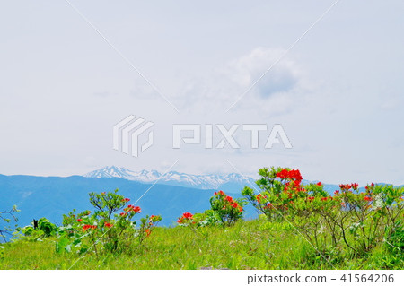 High Botch Plateau Renge Azalea 41564206