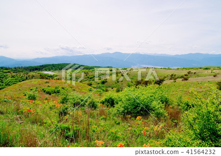 High Botch Plateau Renge Azalea 41564232