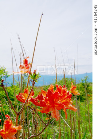 High Botch Plateau Renge Azalea 41564248