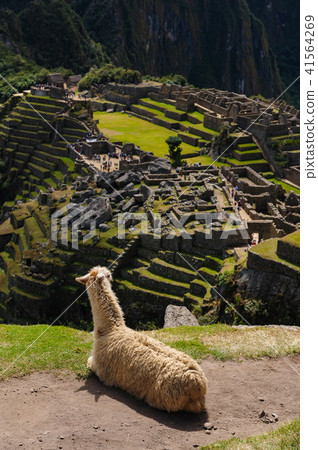 Llama and Machu Picchu ruins Llama and Machu Picchu ruins 41564269