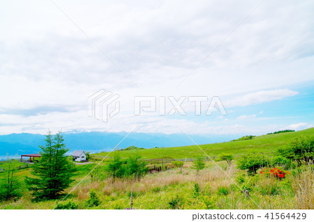 High Botch Plateau Renge Azalea High Botch Plateau Renge Azalea 41564429