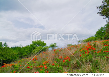 High Botch Plateau Renge Azalea High Botch Plateau Renge Azalea 41564449