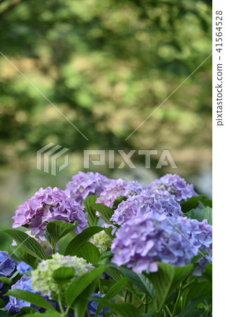 Hydrangea Hydrangea 41564528