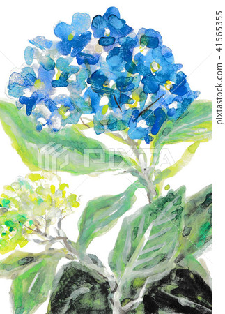 Hydrangea (blue) Hydrangea (blue) 41565355