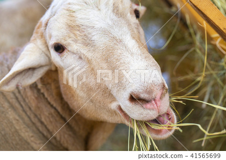 White goat in the farm, happy life, Goat is eating grass, White goat in the farm, happy life, Goat is eating grass, 41565699