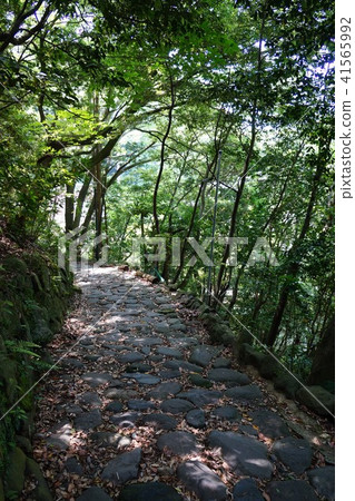 箱根鎮的老街道鵝卵石石頭路面在5月 41565992
