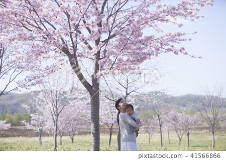 Parent and child under the cherry tree Parent and child under the cherry tree 41566866