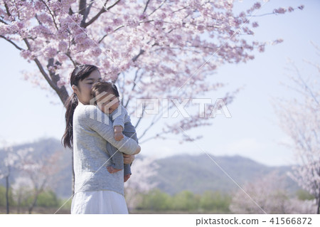 Parent and child under the cherry tree 41566872
