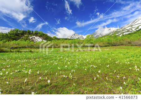 Tsugaike Nature Park Tsugaike Nature Park 41566873