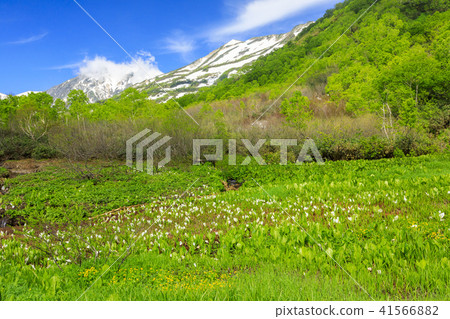 Tsugaike自然公園 41566882