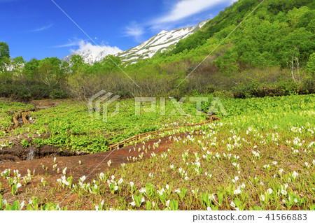 Tsugaike自然公園 41566883