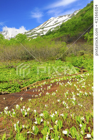 Tsugaike自然公園 41566884