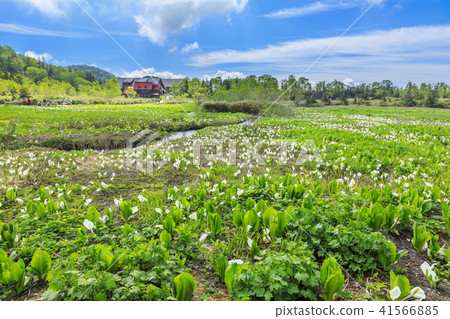 Tsugaike Nature Park 41566885