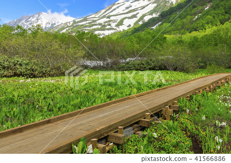 Tsugaike Nature Park 41566886