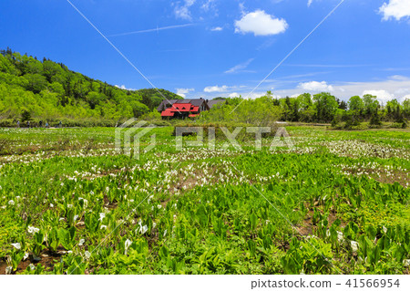 Tsugaike Nature Park 41566954