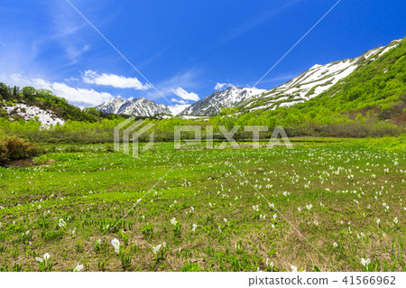 Tsugaike Nature Park 41566962