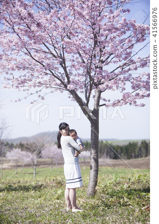 Parent and child under the cherry tree 41566976