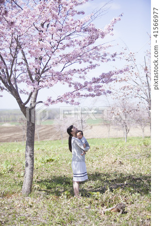 Parent and child under the cherry tree 41566977