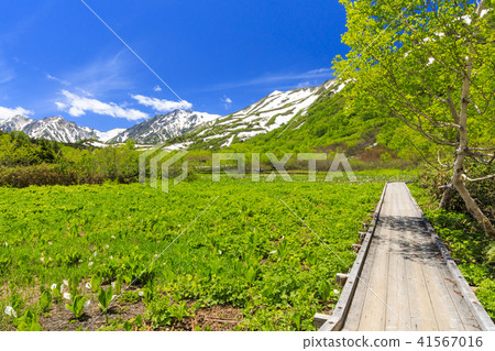 Tsugaike自然公園 41567016