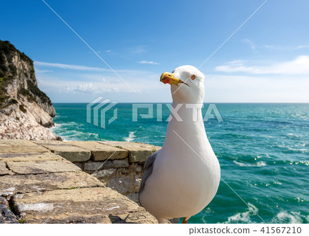 Seagull on the Cliff - Liguria Italy Seagull on the Cliff - Liguria Italy 41567210