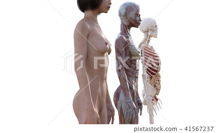 Female dissection muscle 3DCG illustration material 41567237