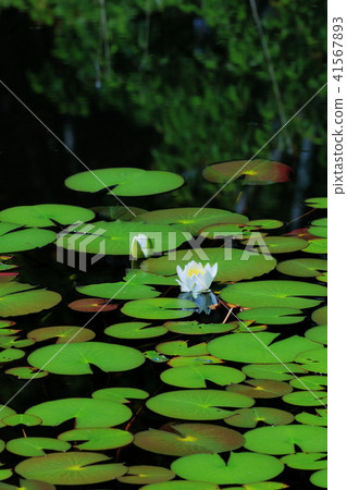 初夏母雞jigsa 初夏母雞jigsa 41567893