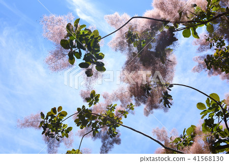 煙樹 煙樹 41568130