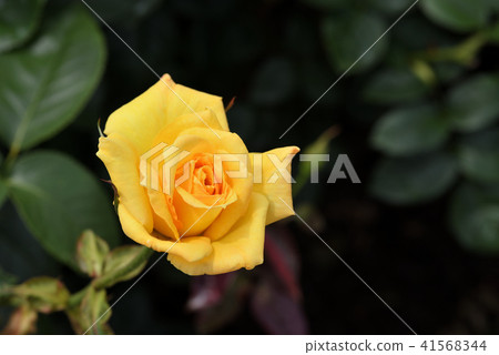 Rose (Yellow Giant) Rose (Yellow Giant) 41568344