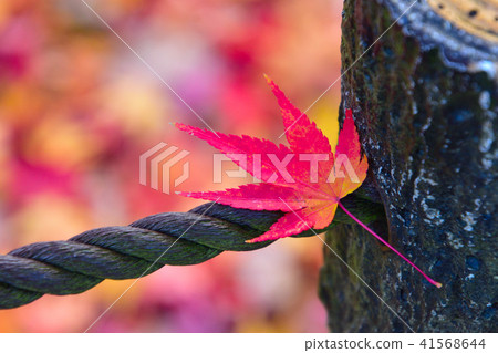 Autumn foliage leaves Autumn foliage leaves 41568644