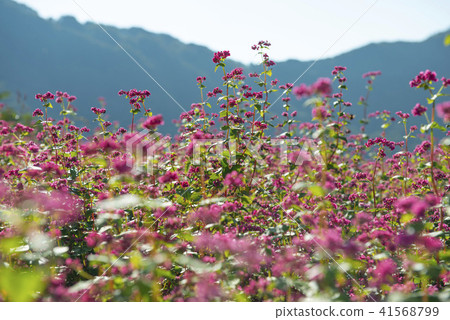 Red flower flowers 41568799