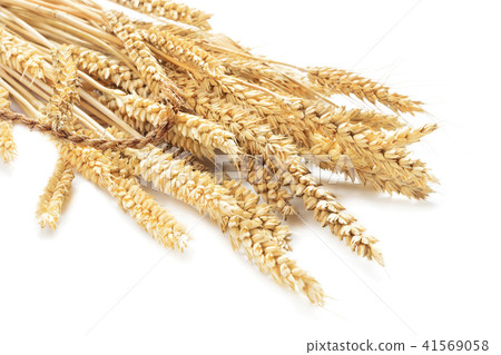 ears of wheat 41569058