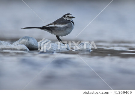 Hakushi Kirei on the river 41569469