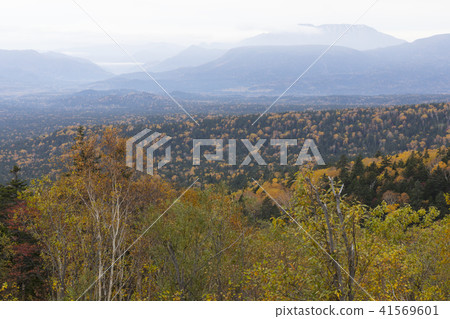 Autumn leaves of Mikuni Pass Autumn leaves of Mikuni Pass 41569601