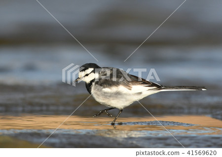 Hakushinki of Tama River 41569620