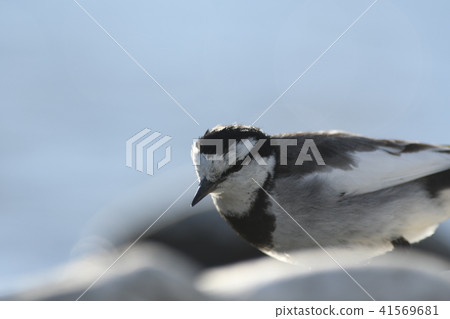 Baxter feeding on the river basin 41569681