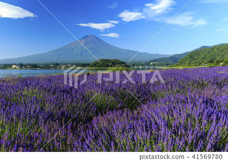 富士薰衣草 41569780