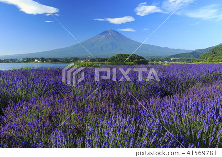 富士薰衣草 富士薰衣草 41569781