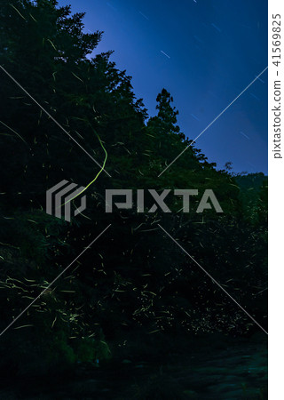 Akikawa Valley Firefly 41569825