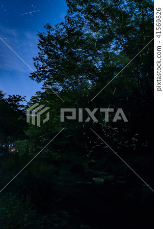 Akikawa Valley Firefly 41569826