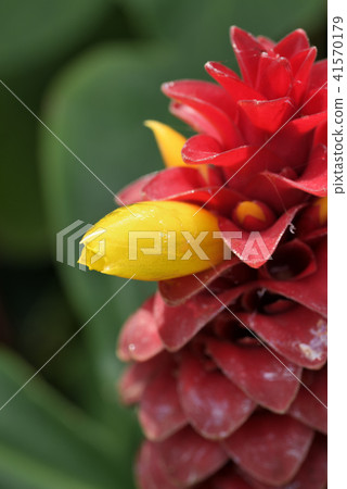 Costus Barbatus Costus Barbatus 41570179