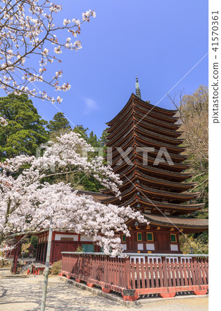 Cherry Blossoms at Chatoyama Shrine 41570361