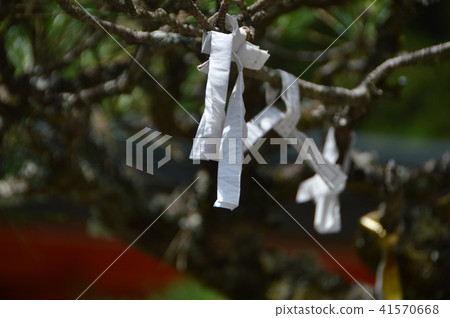 "Omikukuji" tied to tree branches (Kinzakura Shrine / Miyakecho, Kofu City, Yamanashi Prefecture 2347) "Omikukuji" tied to tree branches (Kinzakura Shrine / Miyakecho, Kofu City, Yamanashi Prefecture 2347) 41570668