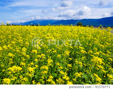 花東縱谷金黃油菜花海 41570771