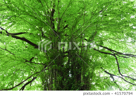 Fresh green big tree wig 41570794