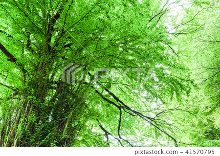 Fresh green big tree wig Fresh green big tree wig 41570795