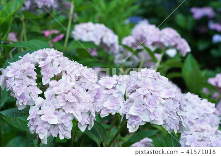 Hydrangea · Handy type 41571018