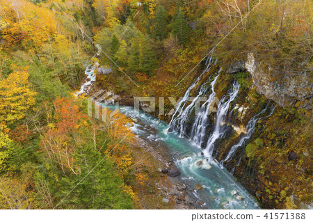 White mustache falls autumn leaves 41571388