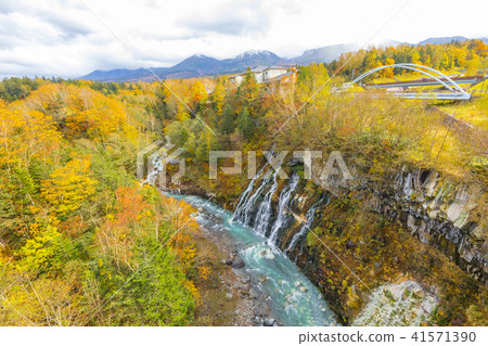 White mustache falls autumn leaves 41571390