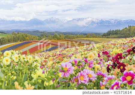 Shikisai Ayako 41571614