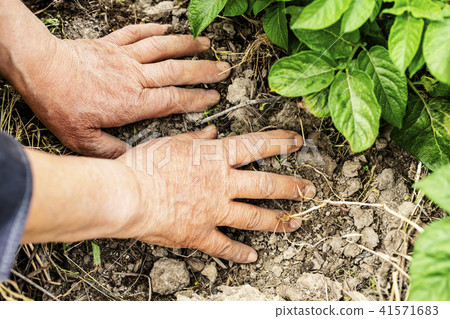 工作在領域的工作者的手 41571683